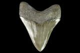 Serrated, Fossil Megalodon Tooth - South Carolina #129444-2